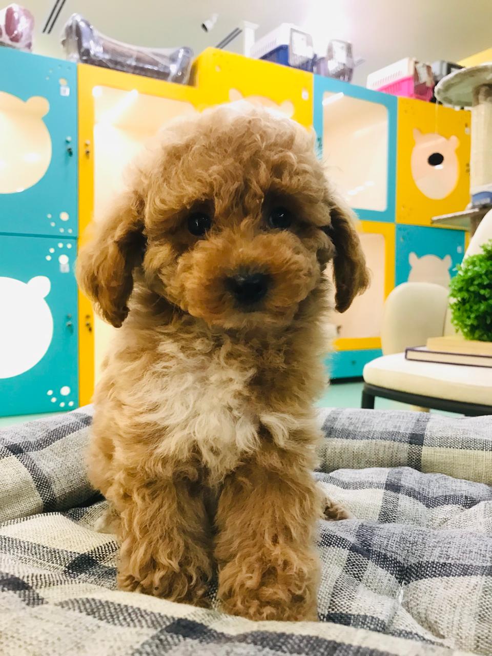 Cavapoo Male Puppy