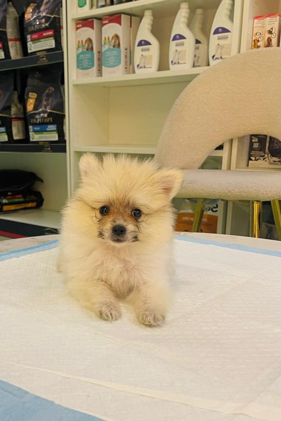 Tcup Pomerania Female Puppy