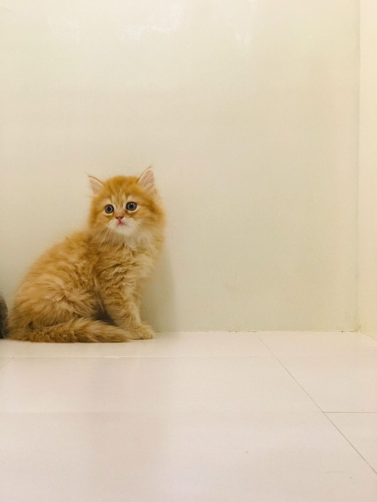 Siberian Male kitten