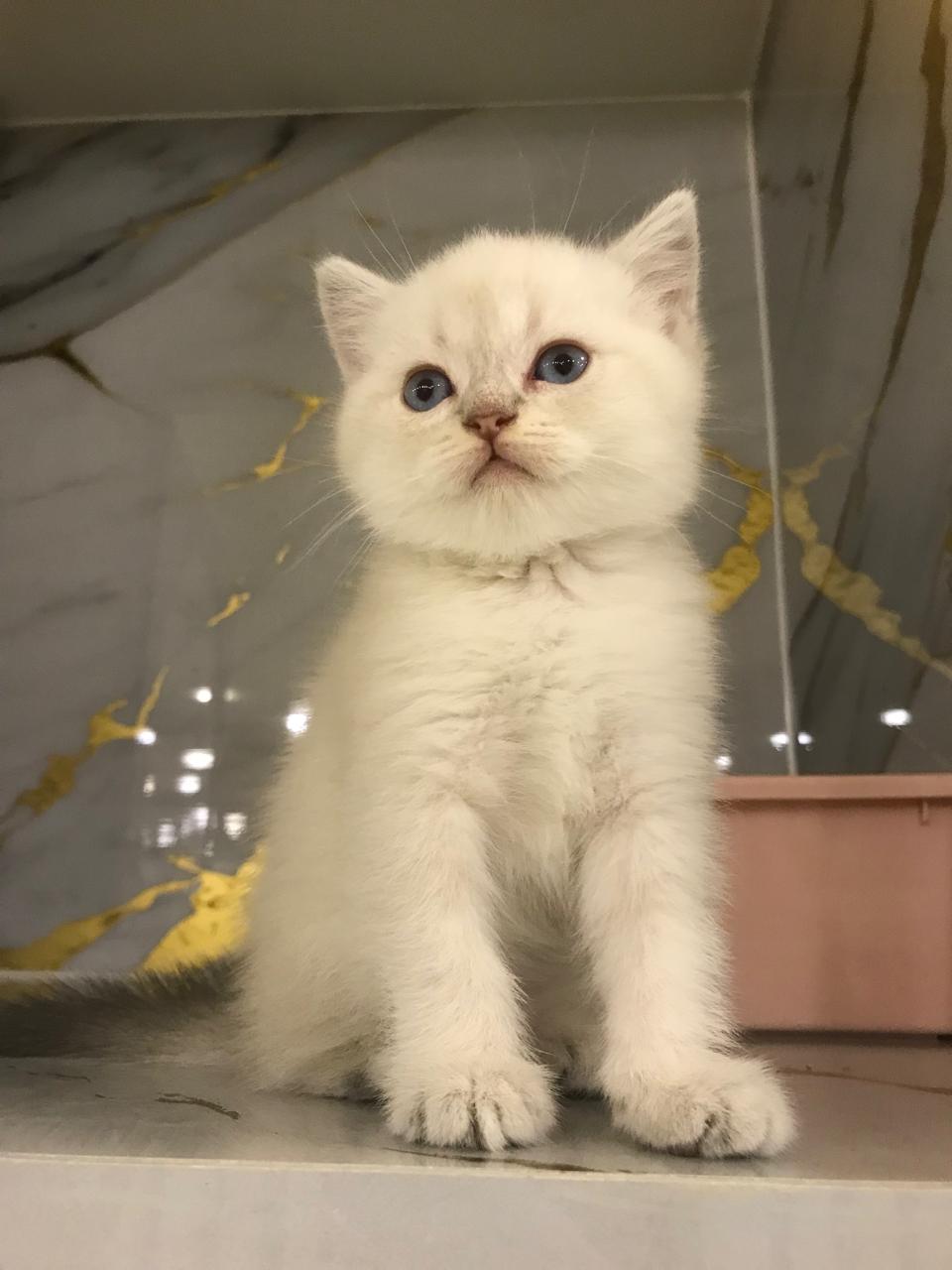 Ragdoll Female Kitten