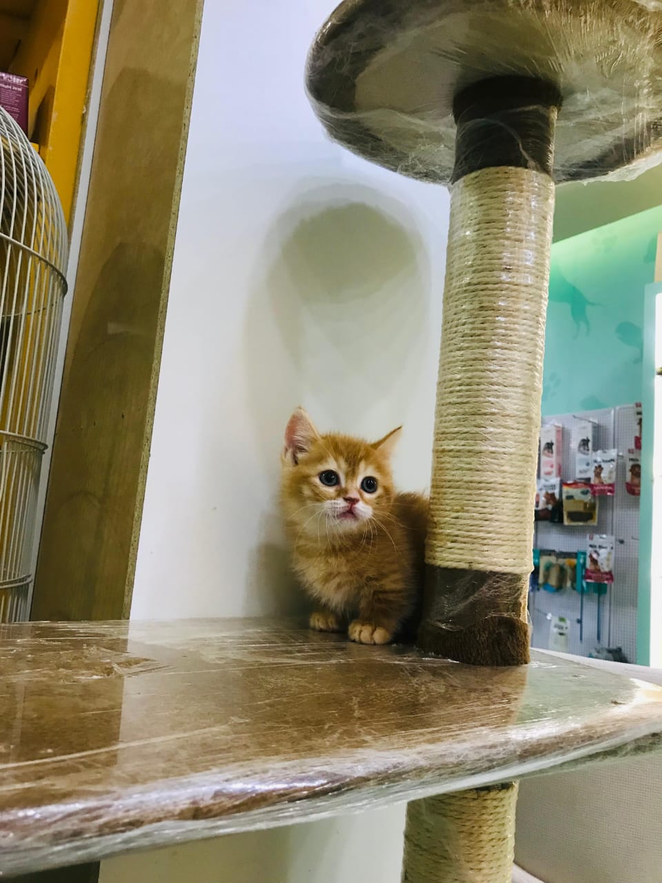 Munchkin Male Kitten