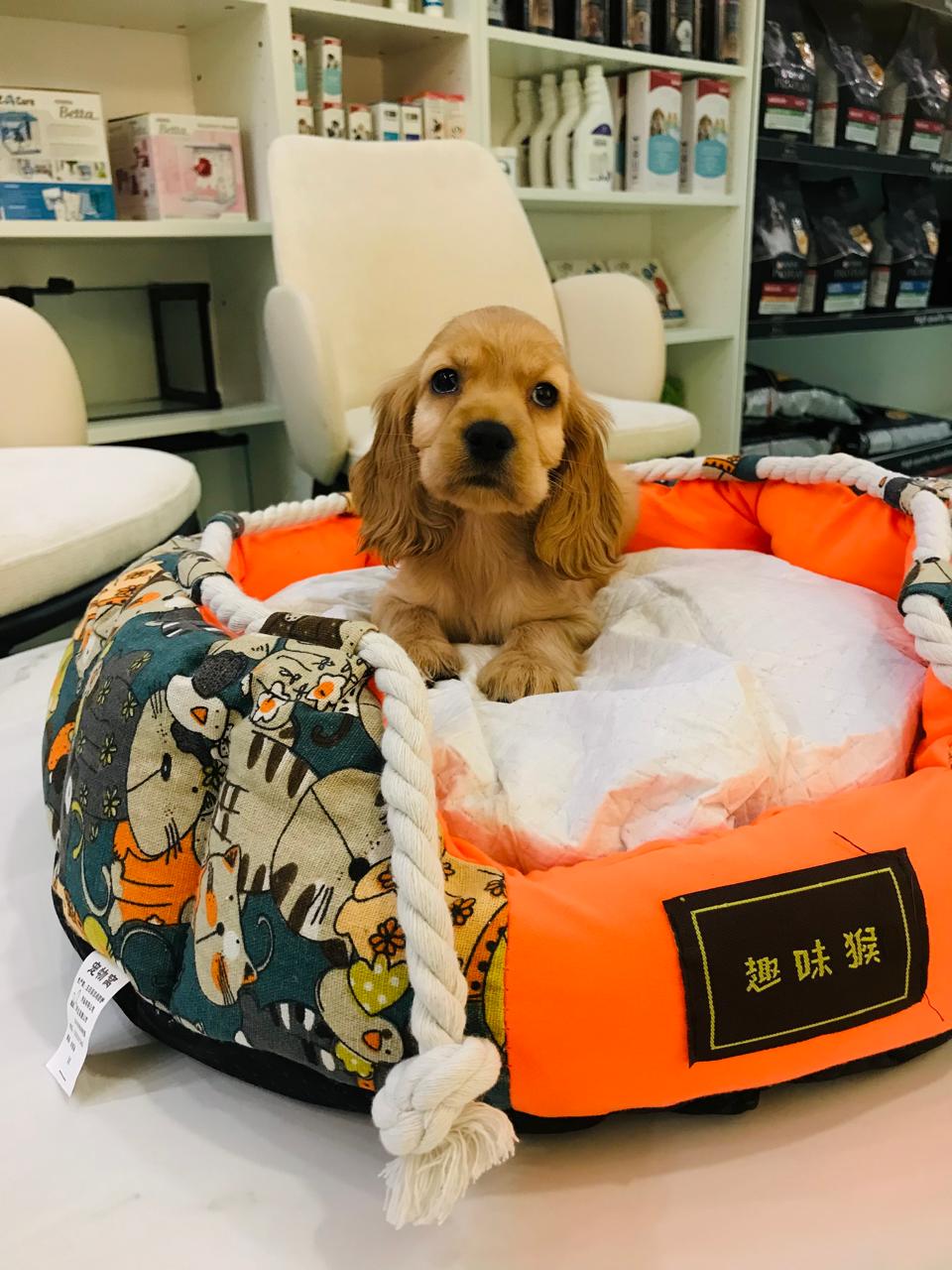 Cocker Spaniel Female Puppy