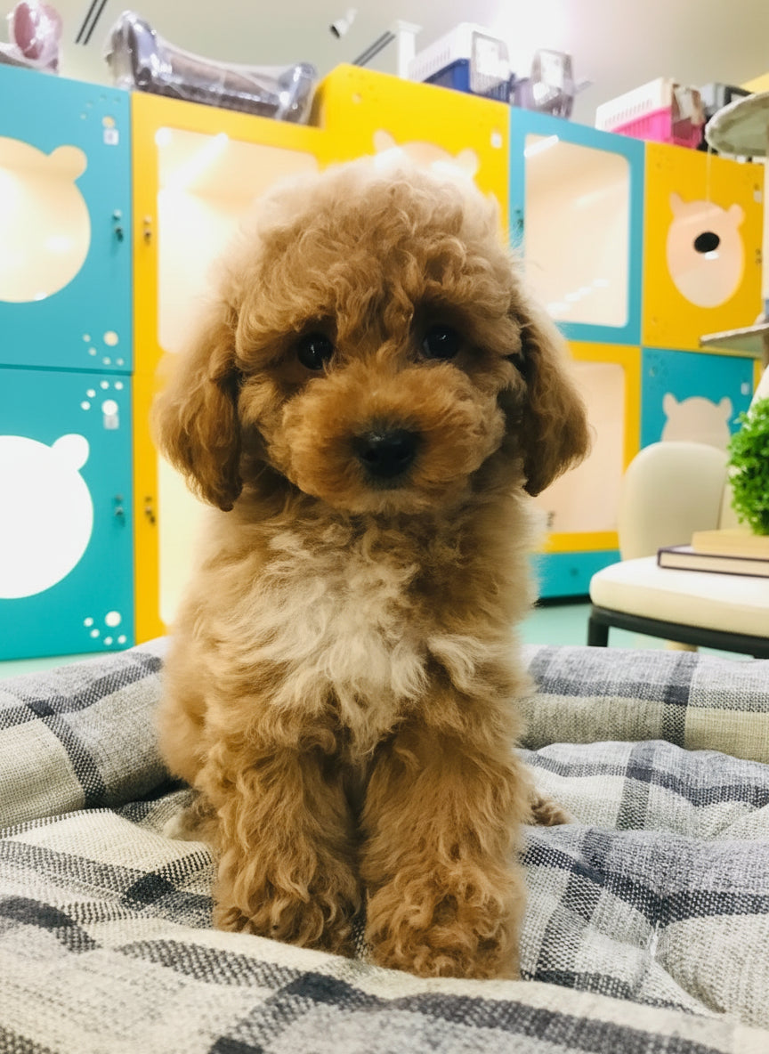 Maltipoo Male Puppy
