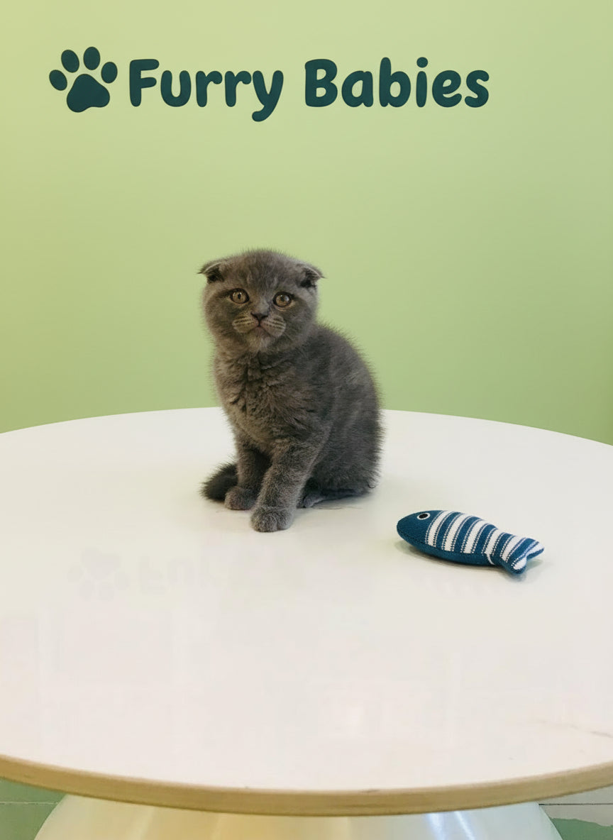Gray kitten sitting on a white table with shelves in the background