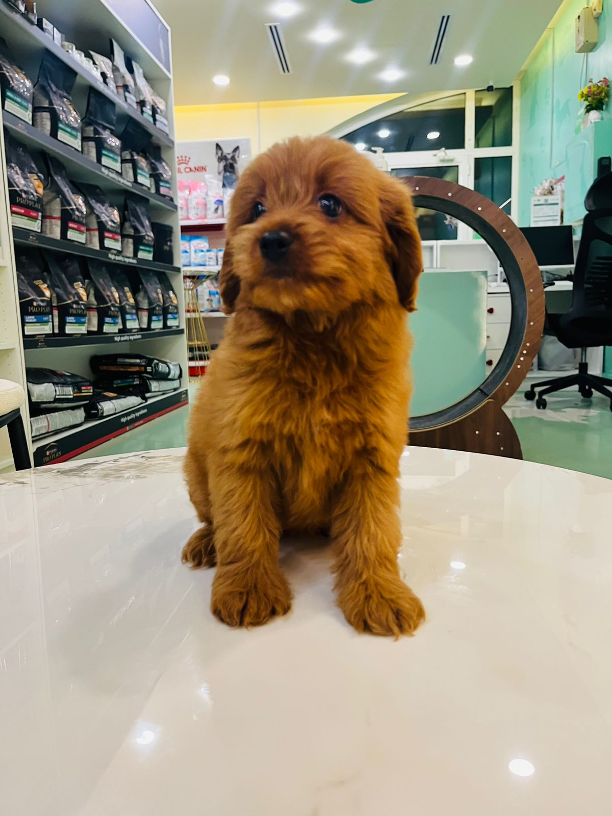 Maltipoo Female Puppy