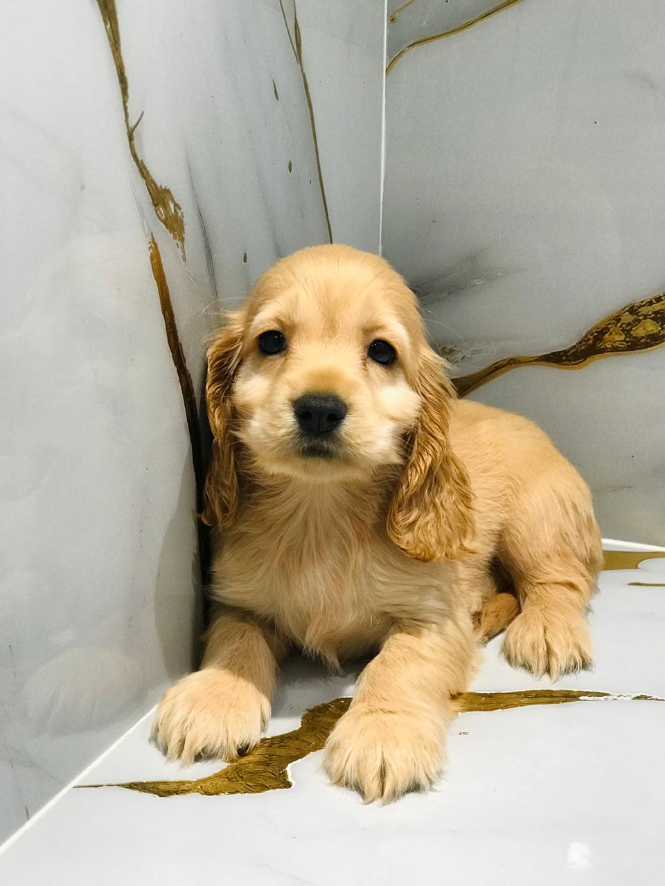 Cocker Spaniel Male Puppy