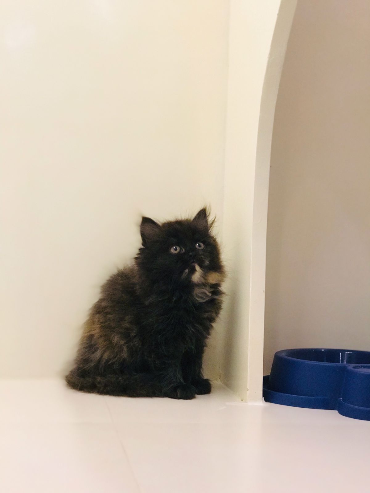 Persian Female kitten