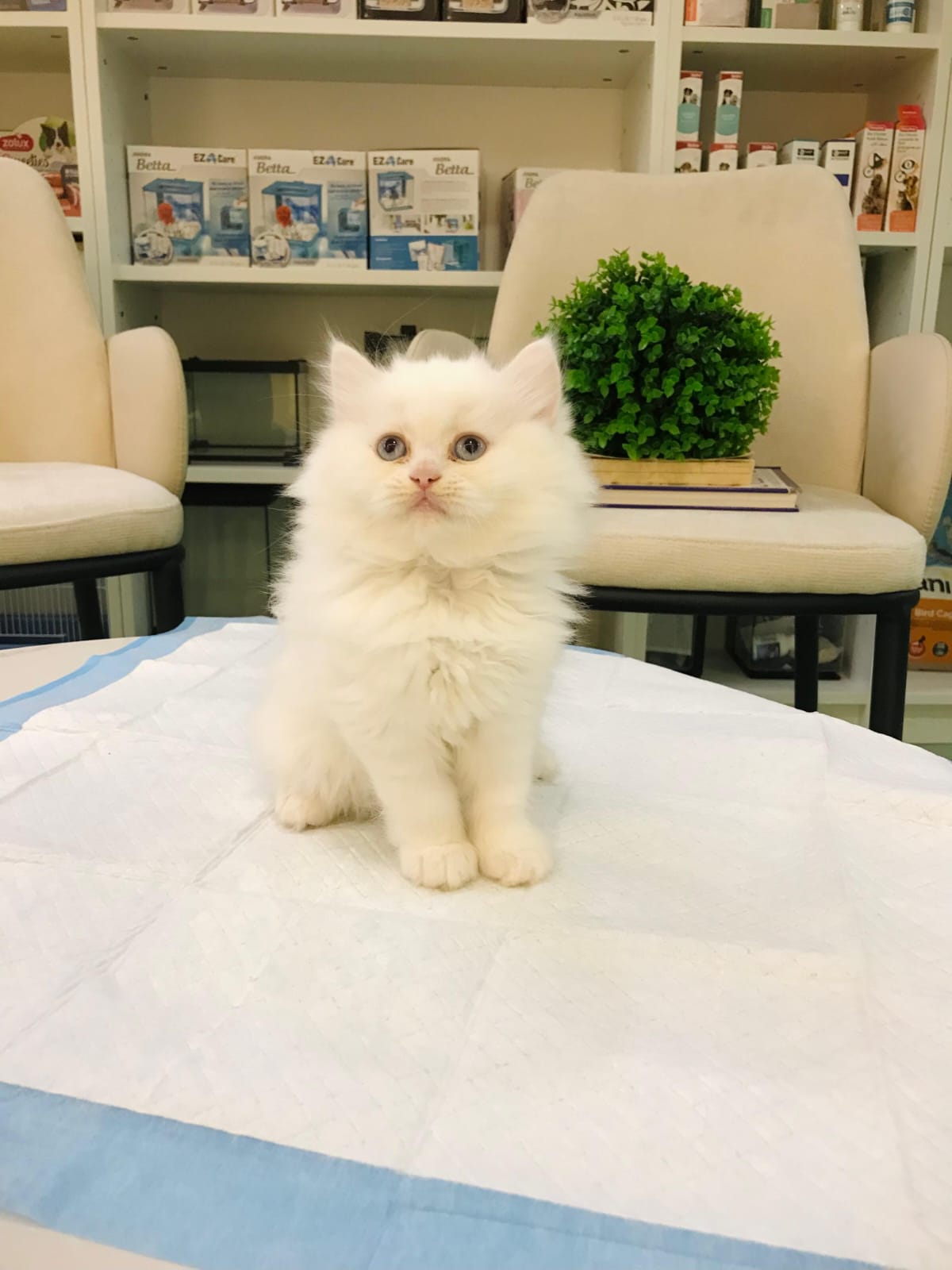 Persian Female Kittens