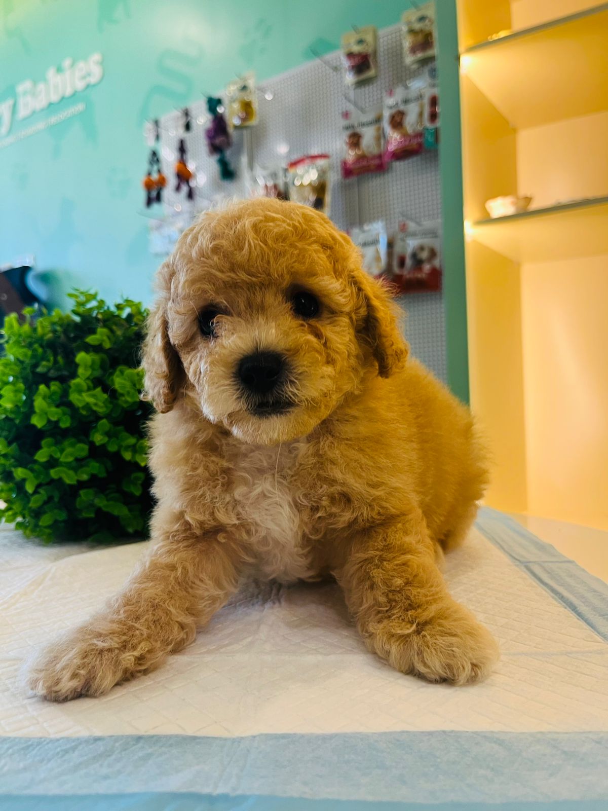 Poodle Puppy