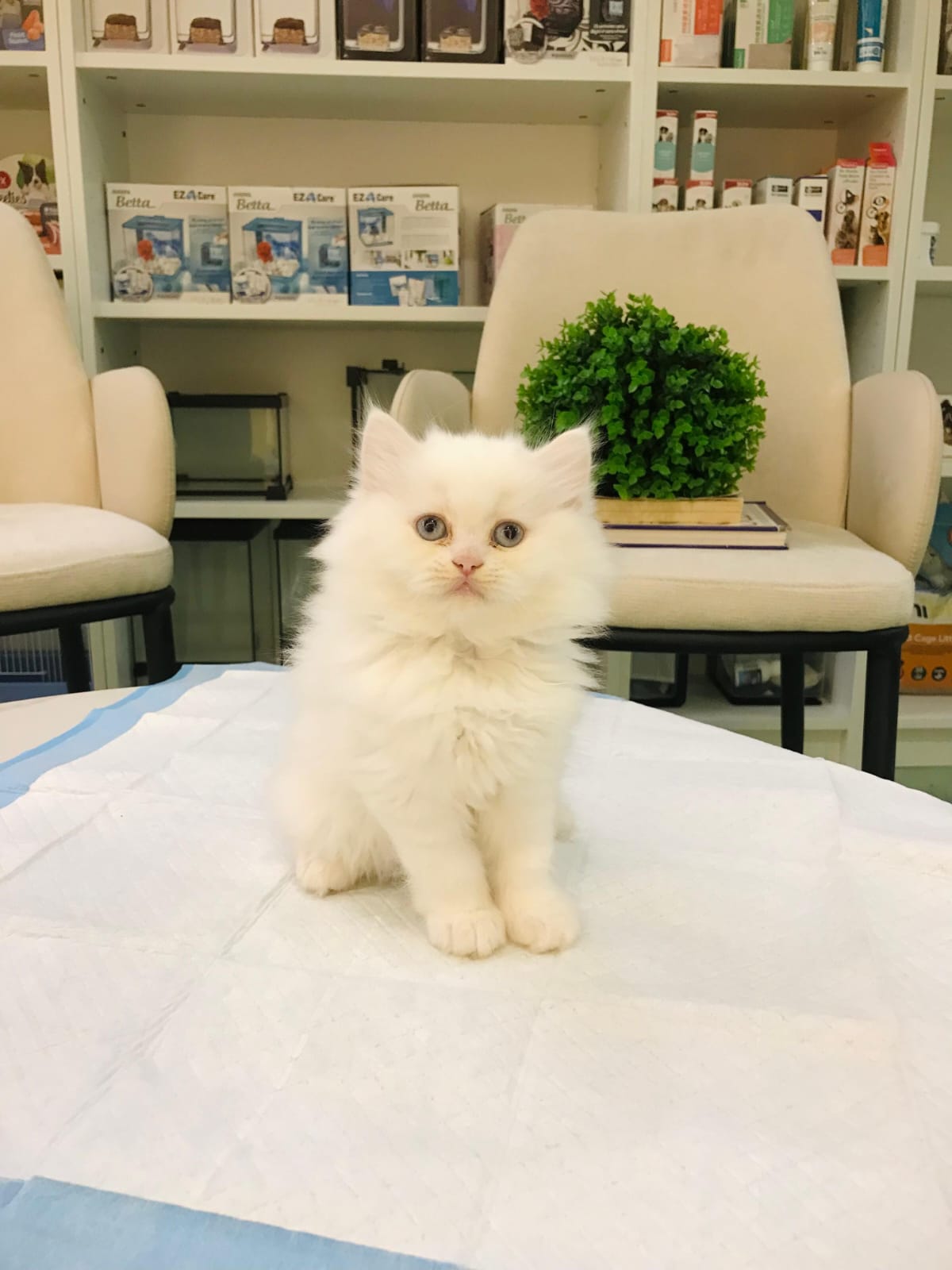 Persian Female Kittens