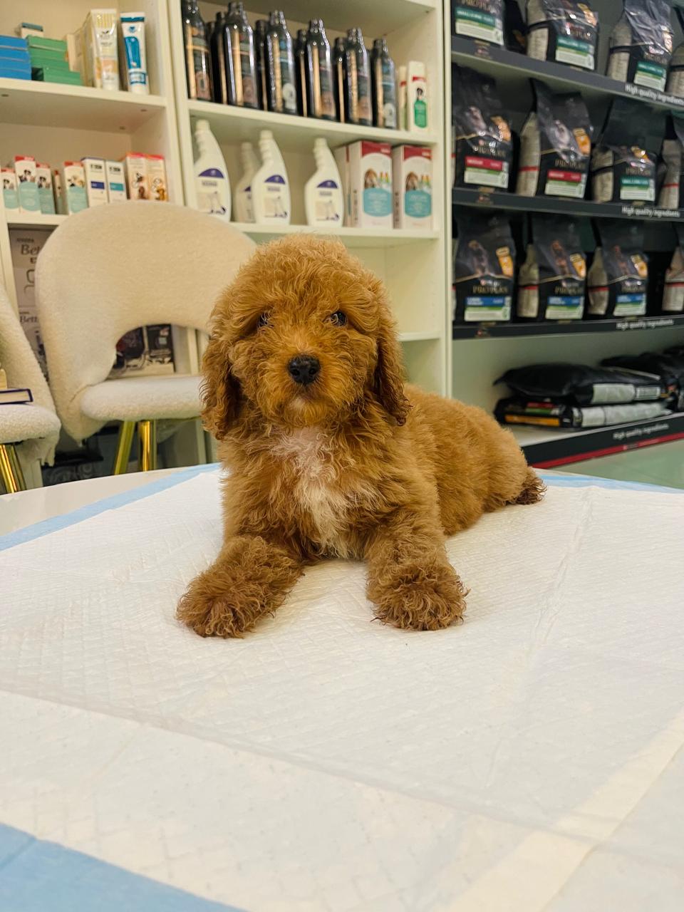 Golden Doodle Female Puppy