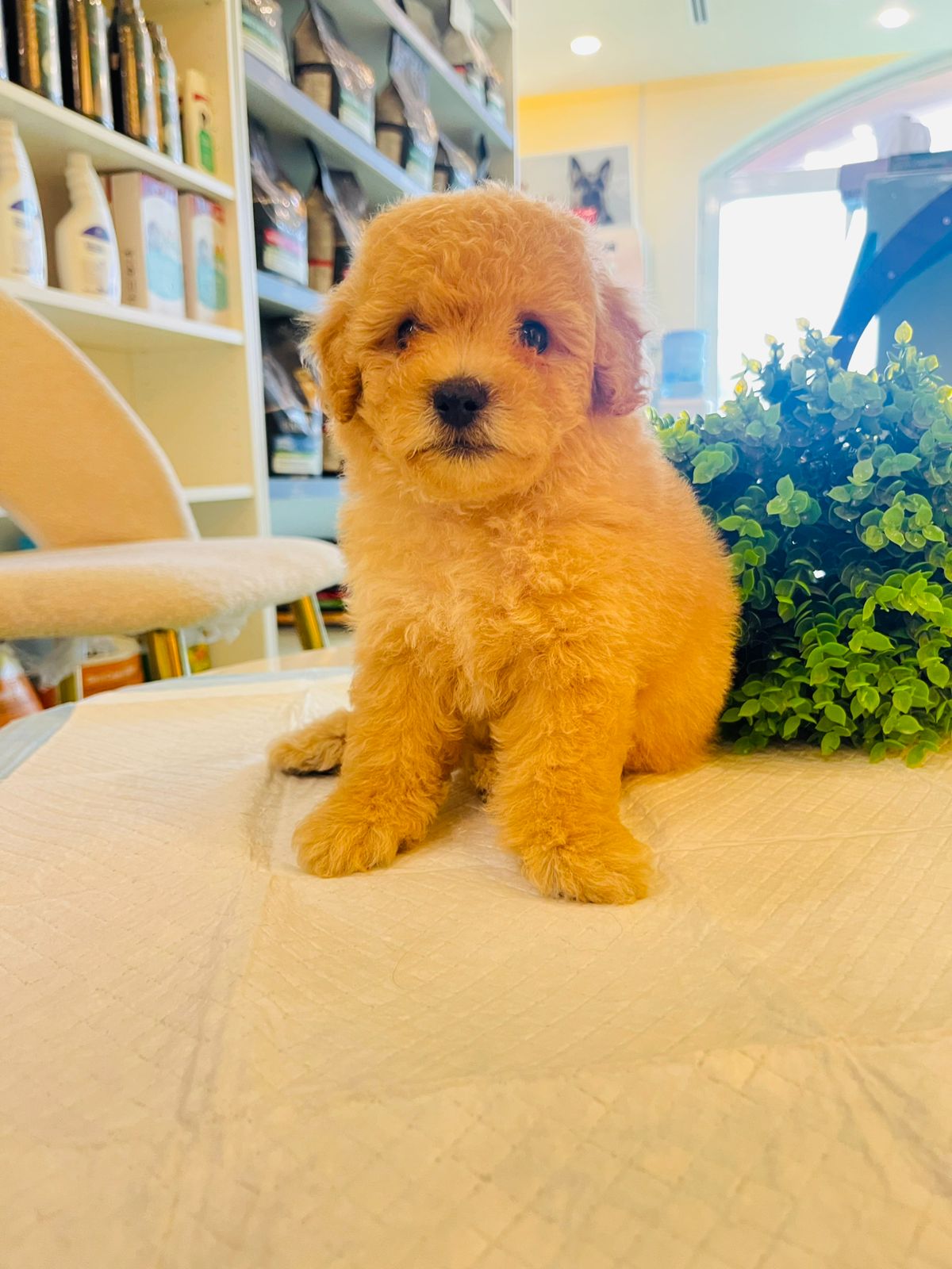 Poodle Puppy