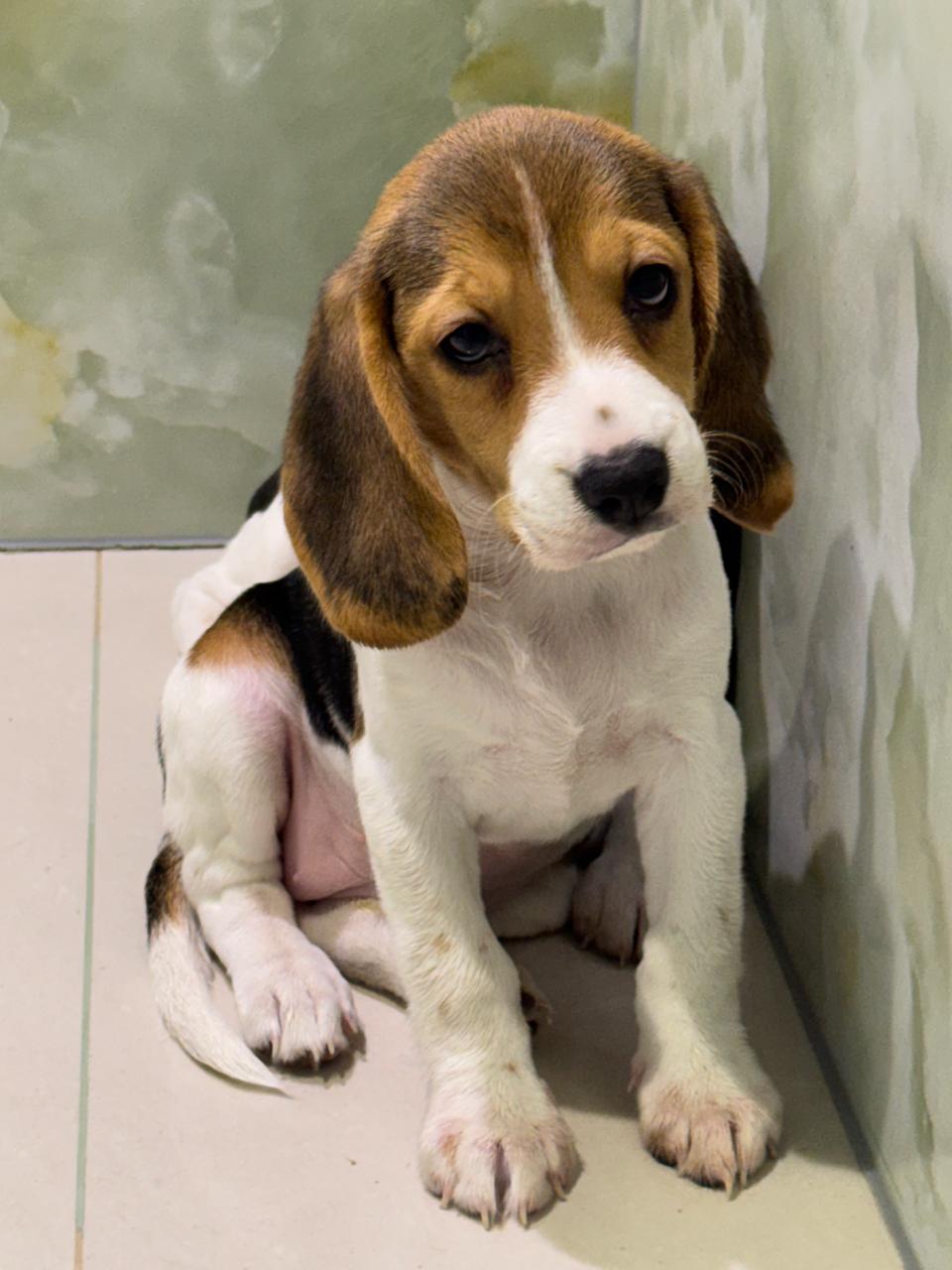 Beagle Female Puppy