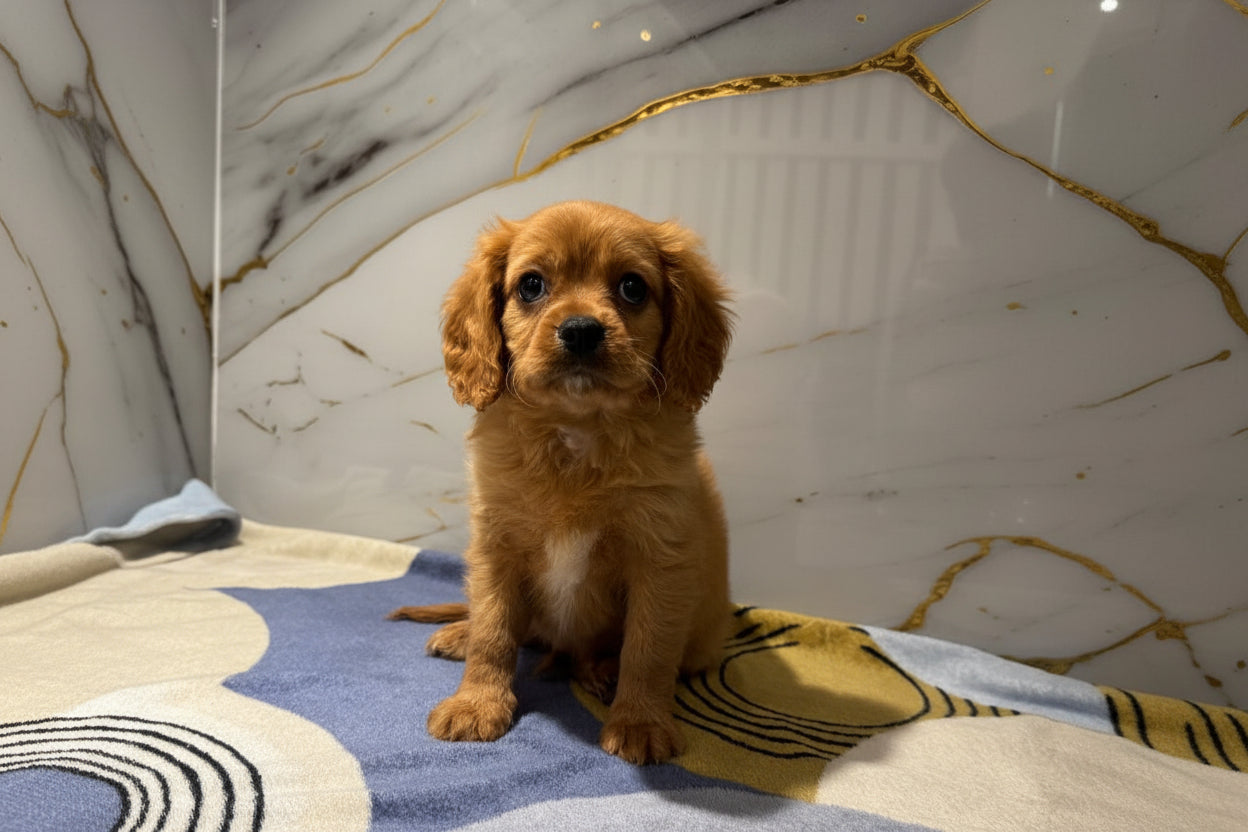 Cavapoo Puppies