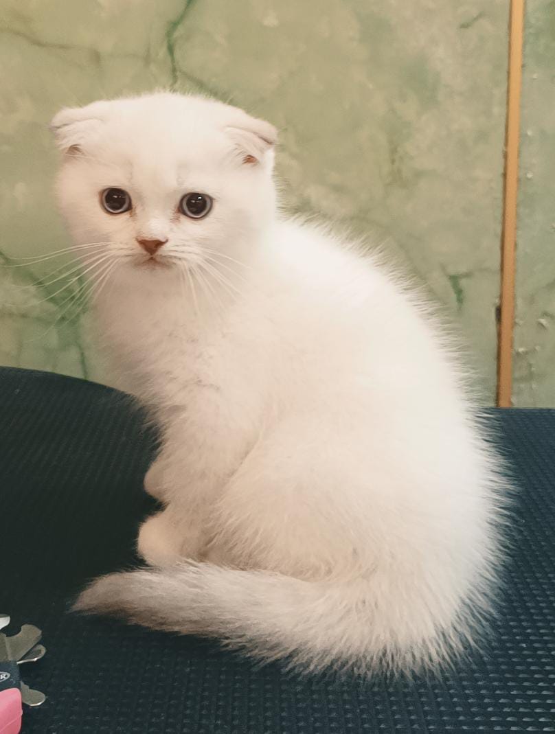 Scottish Fold Male Kitten