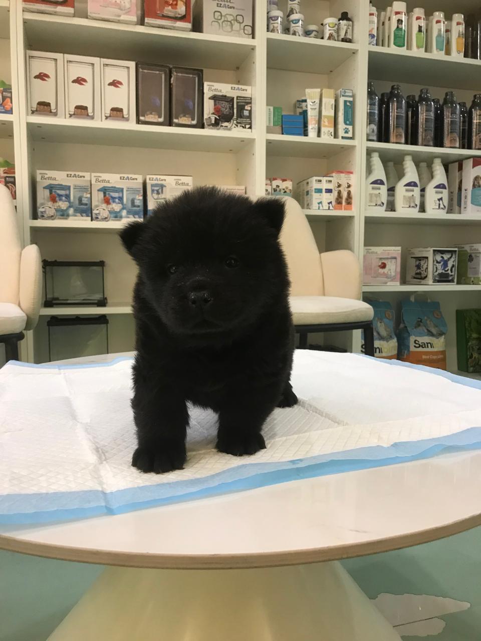 Chow Chow Puppy