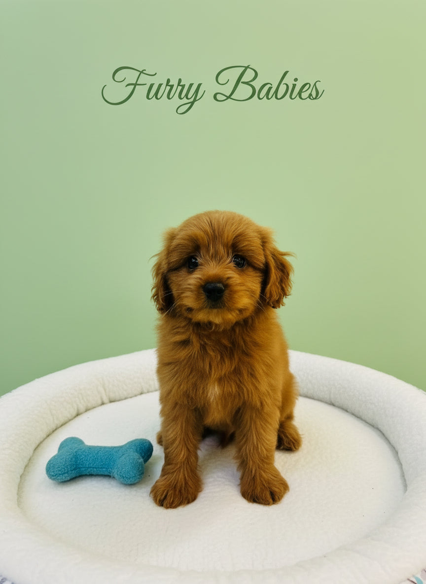 Maltipoo Female Puppy