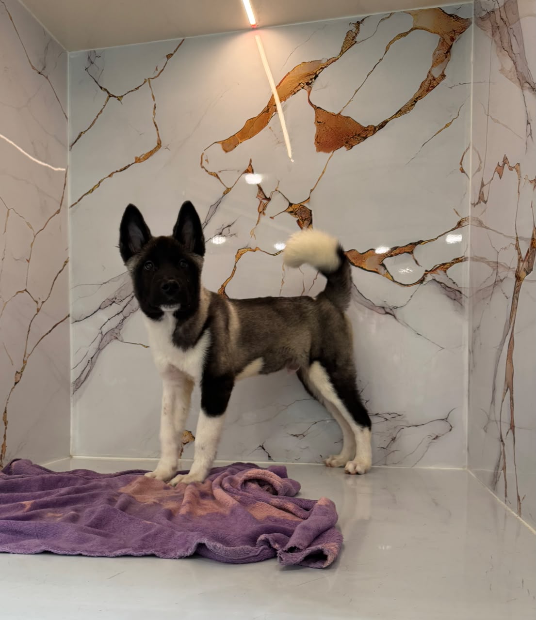 Americian Akita