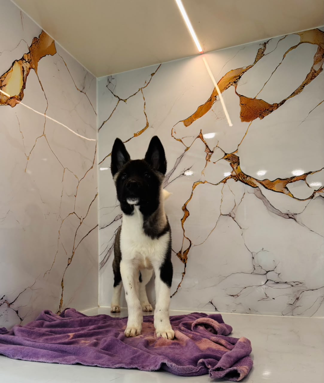Americian Akita