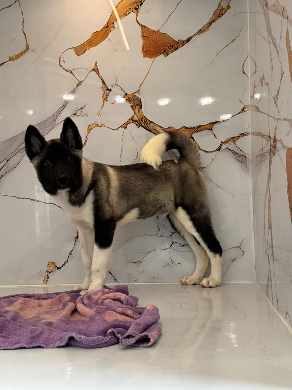 Americian Akita