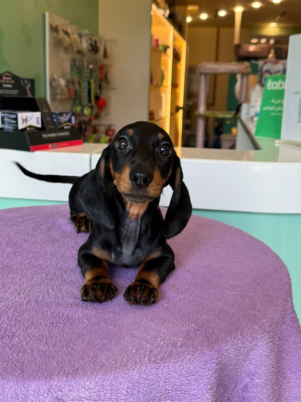 DACHSHUND Puppy