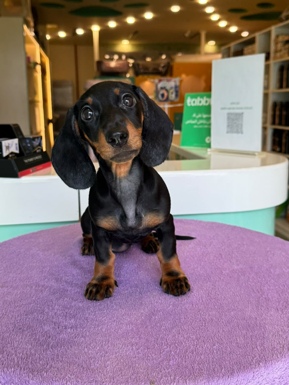 DACHSHUND Puppy