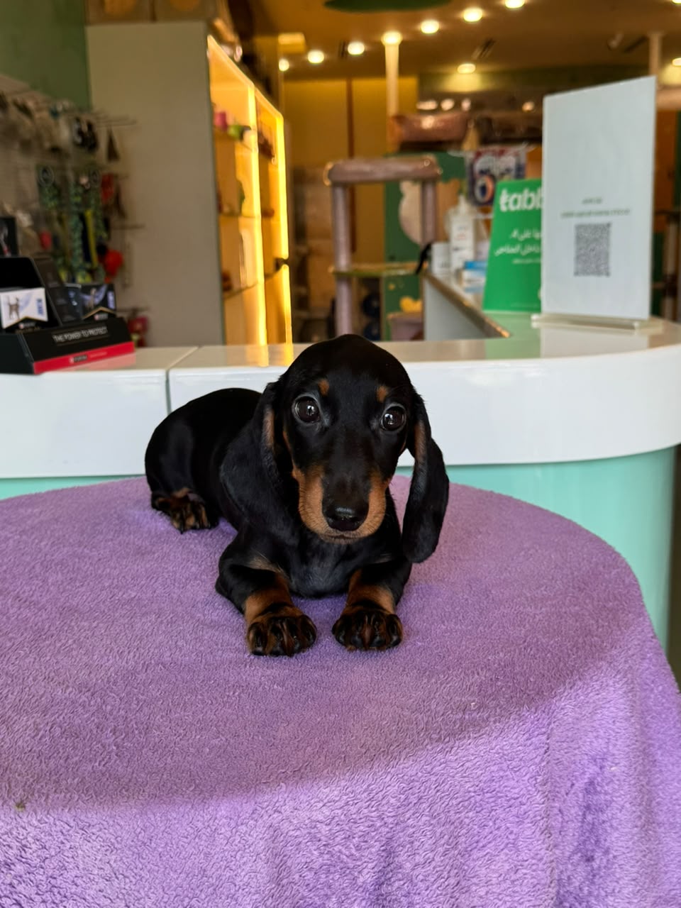 DACHSHUND Puppy