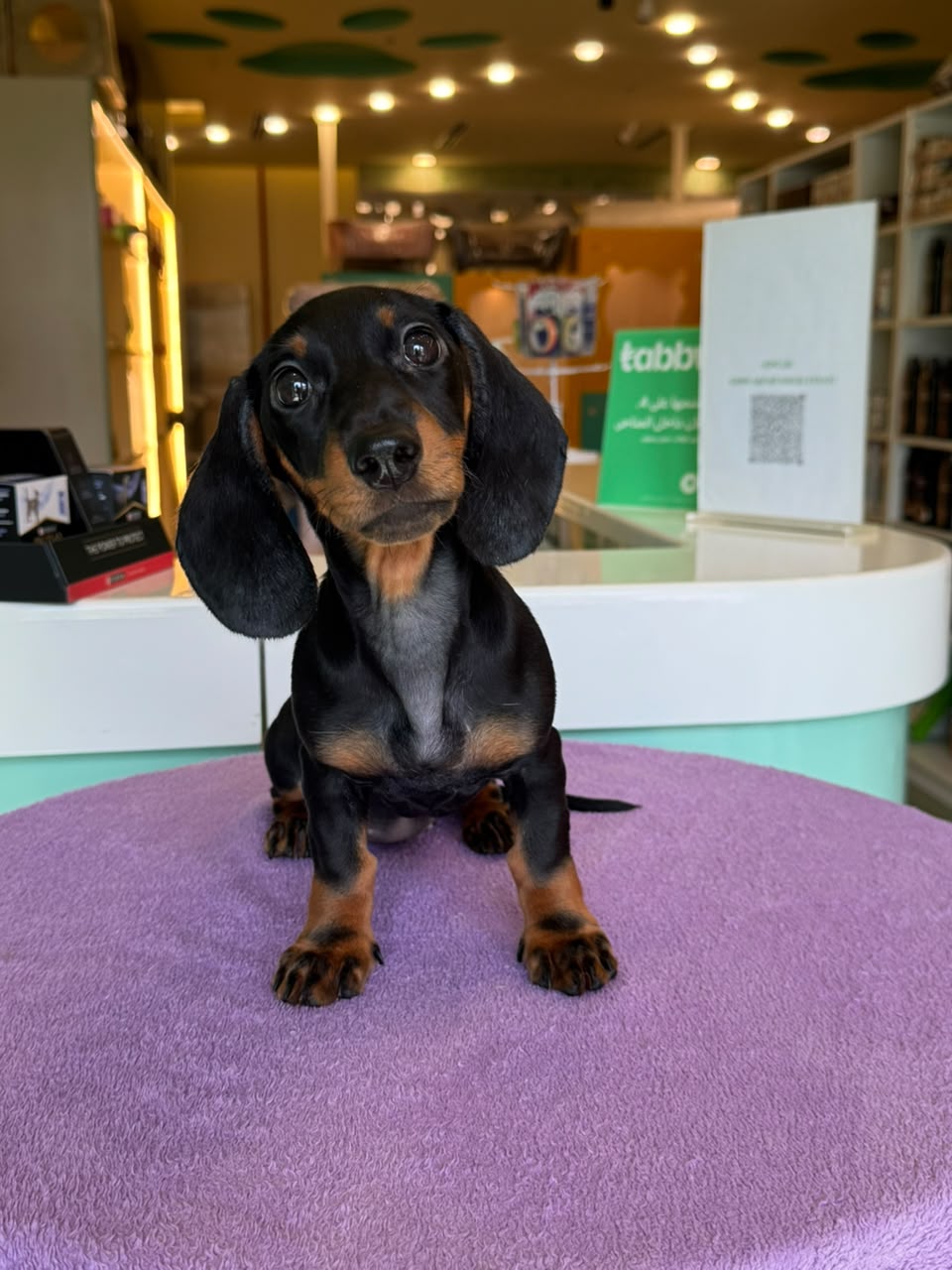 DACHSHUND Puppy
