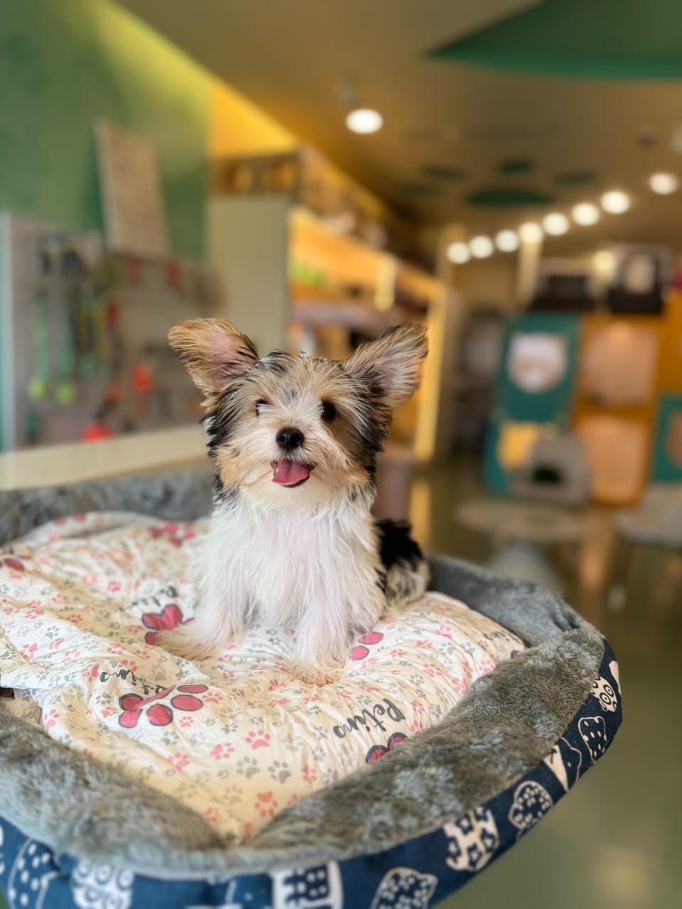 Biewer Yorkshire Terrier