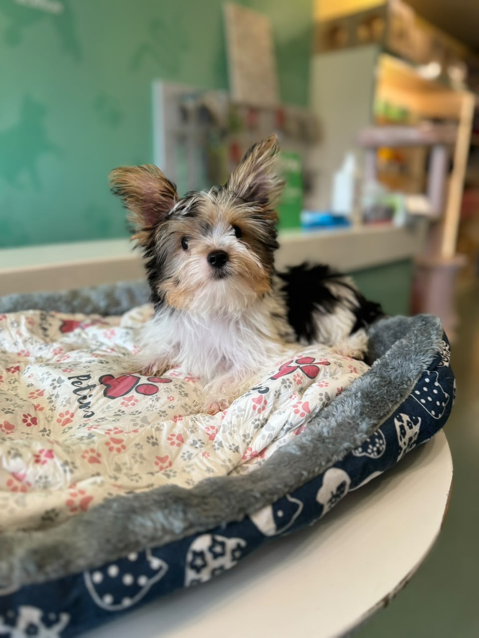 Biewer Yorkshire Terrier