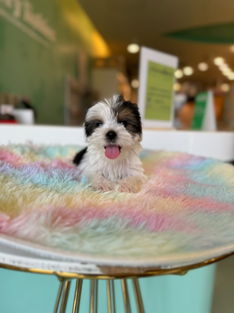 Biewer Yorkshire Terrier