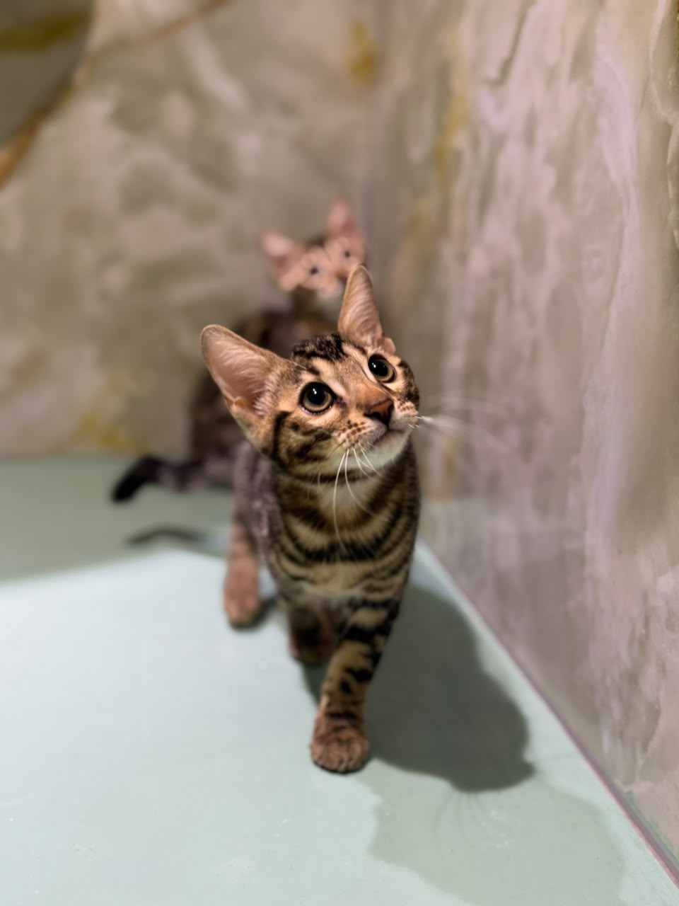 BENGAL