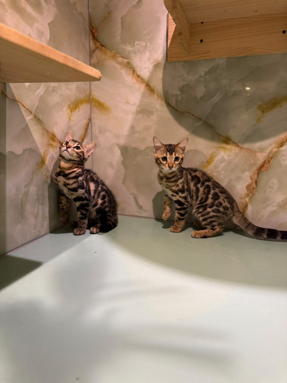 BENGAL