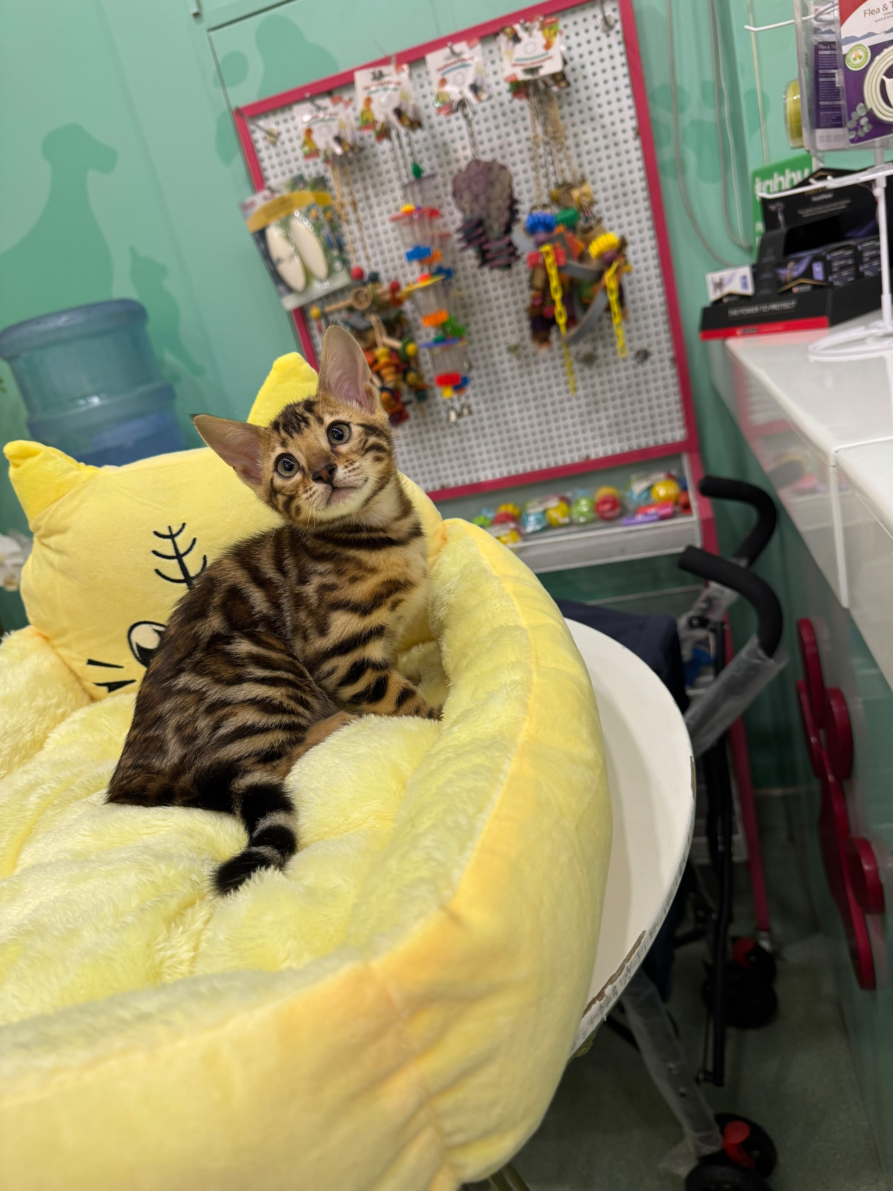 BENGAL