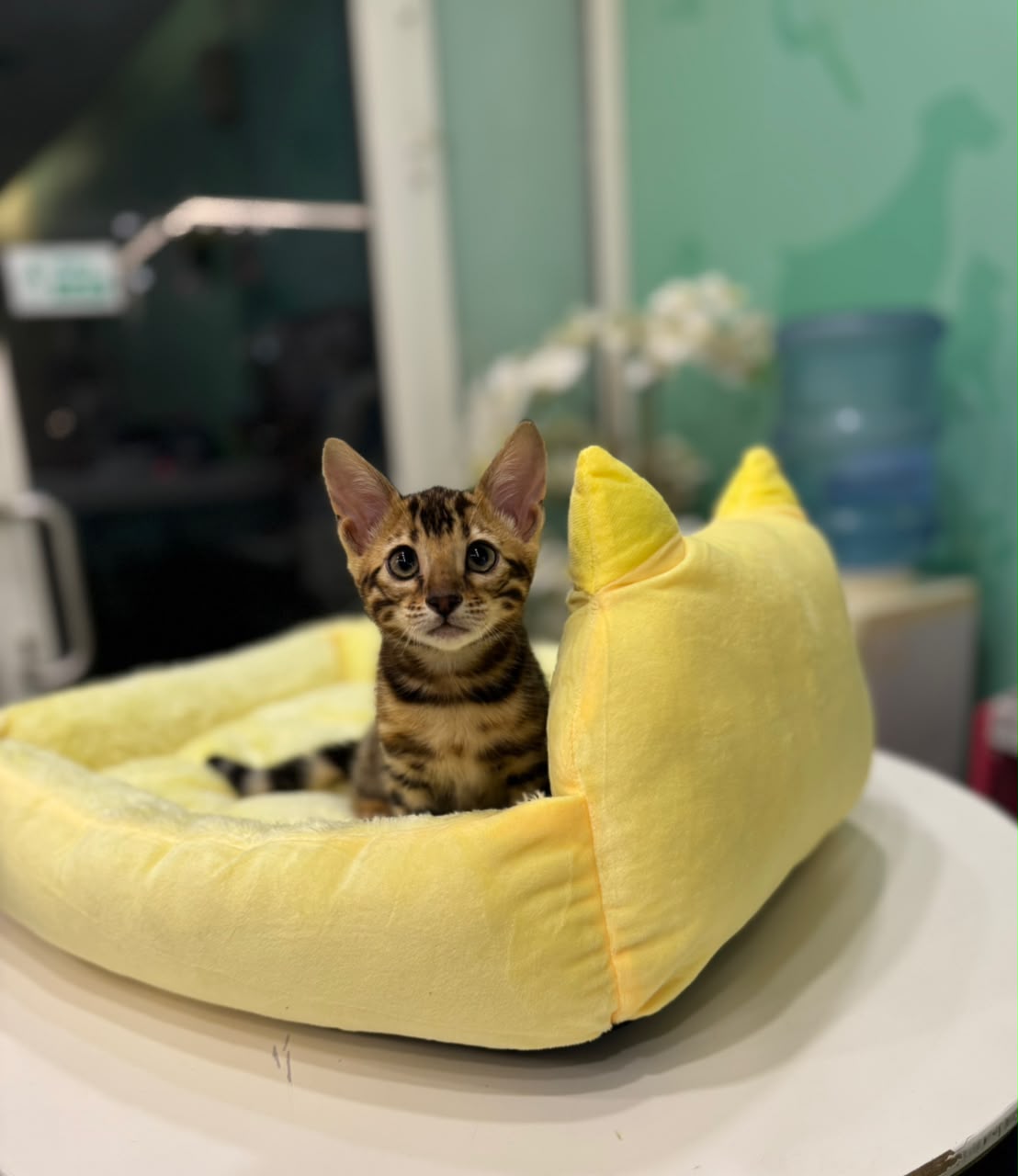 BENGAL