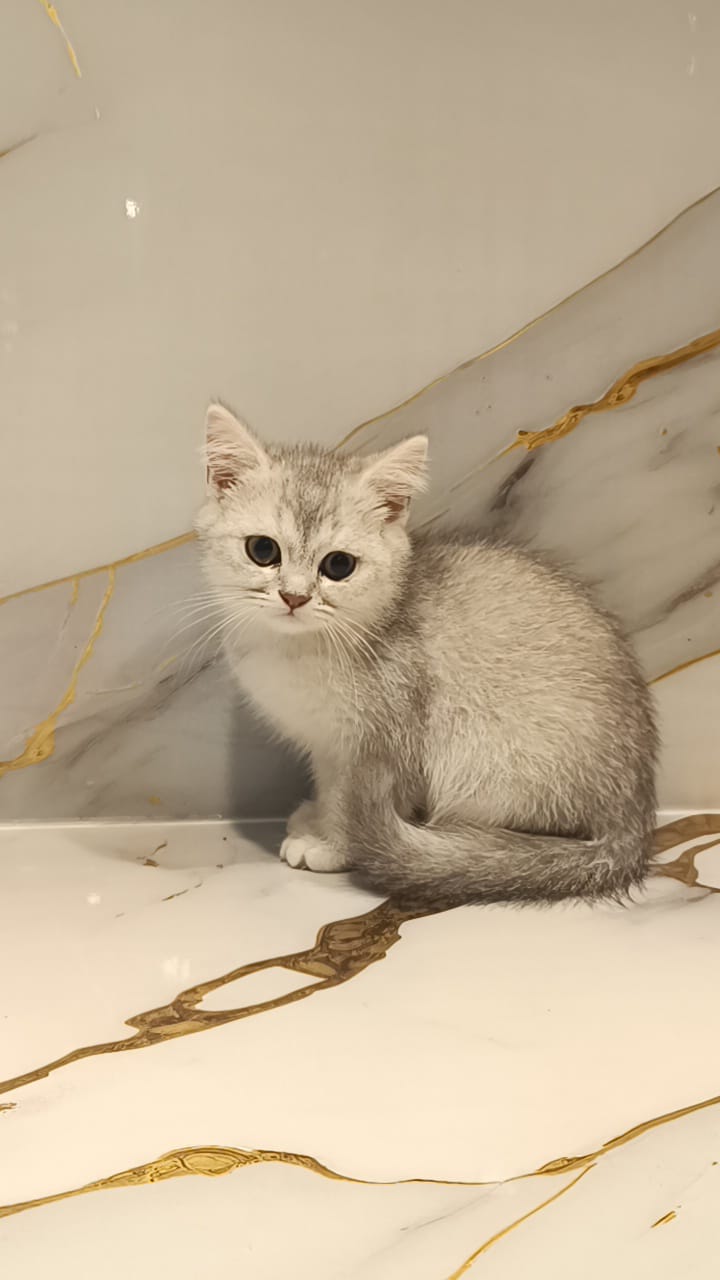 British Shorthair Cat Breeds Starting With L British Short Hair Silver