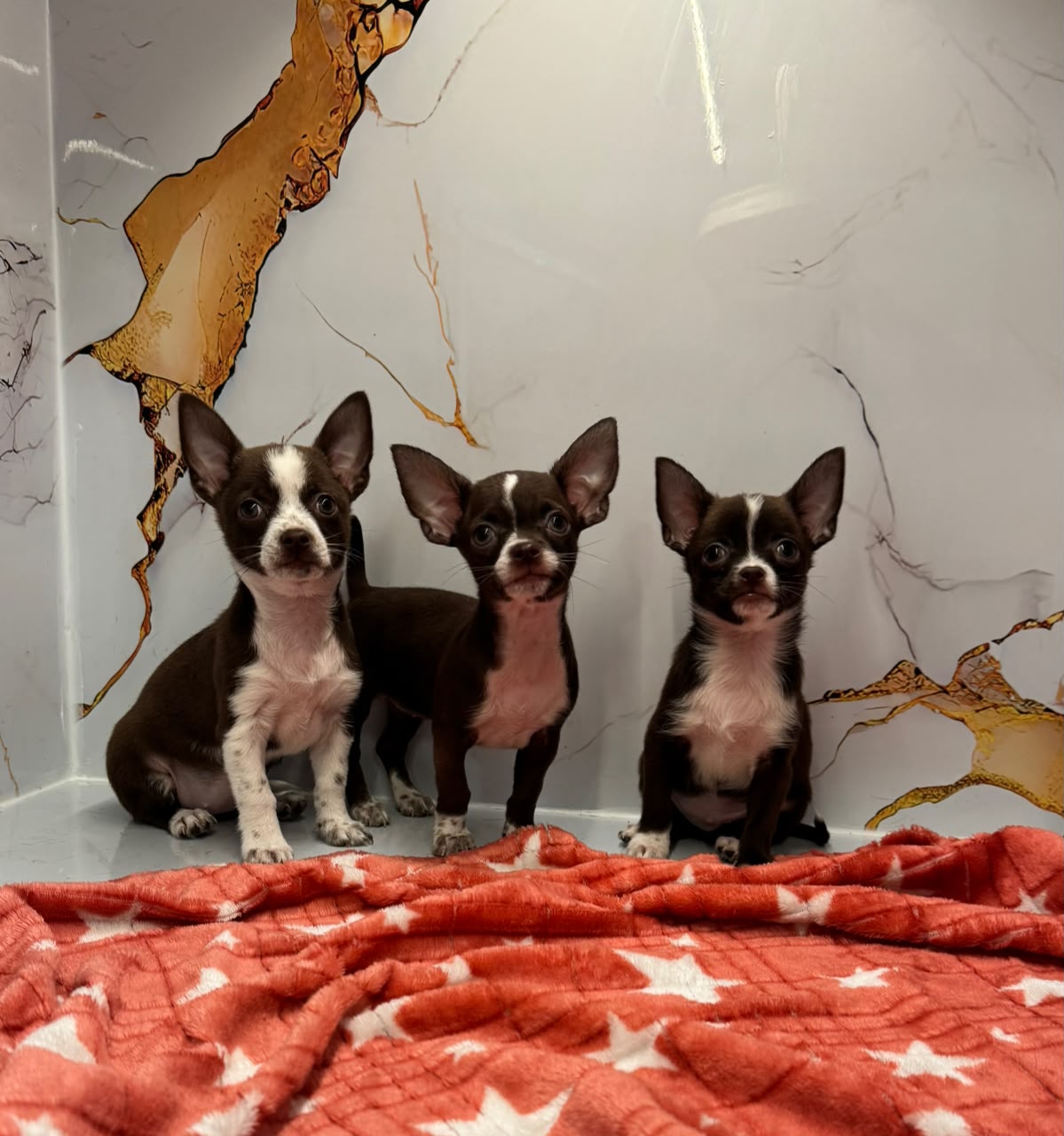 CHIHUAHUA
