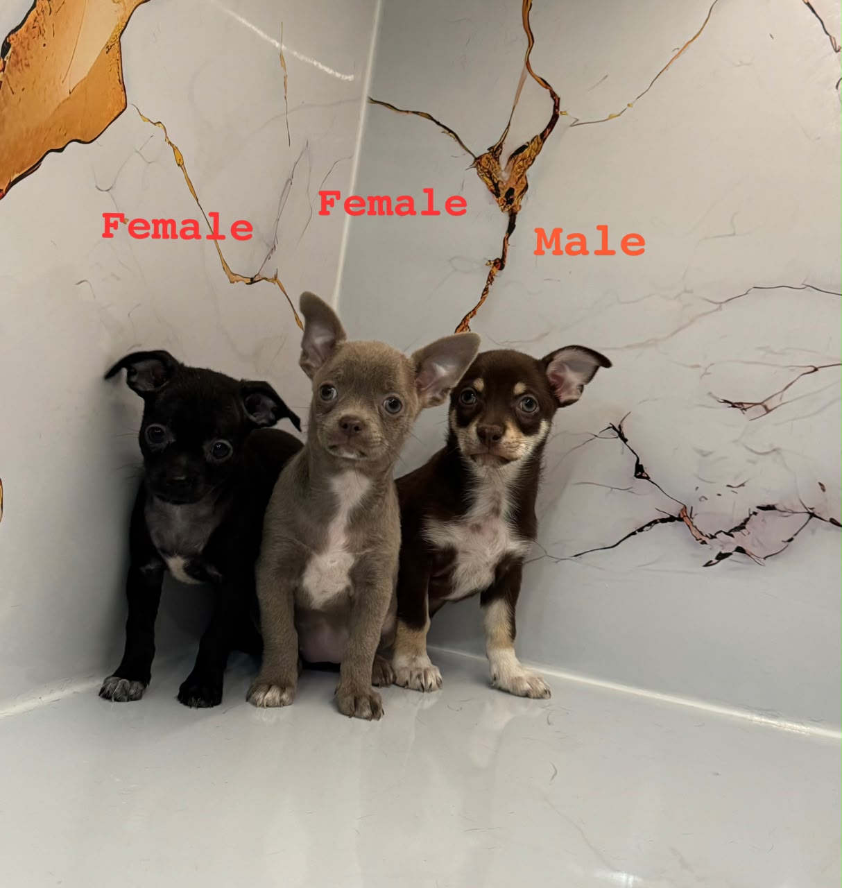 CHIHUAHUA