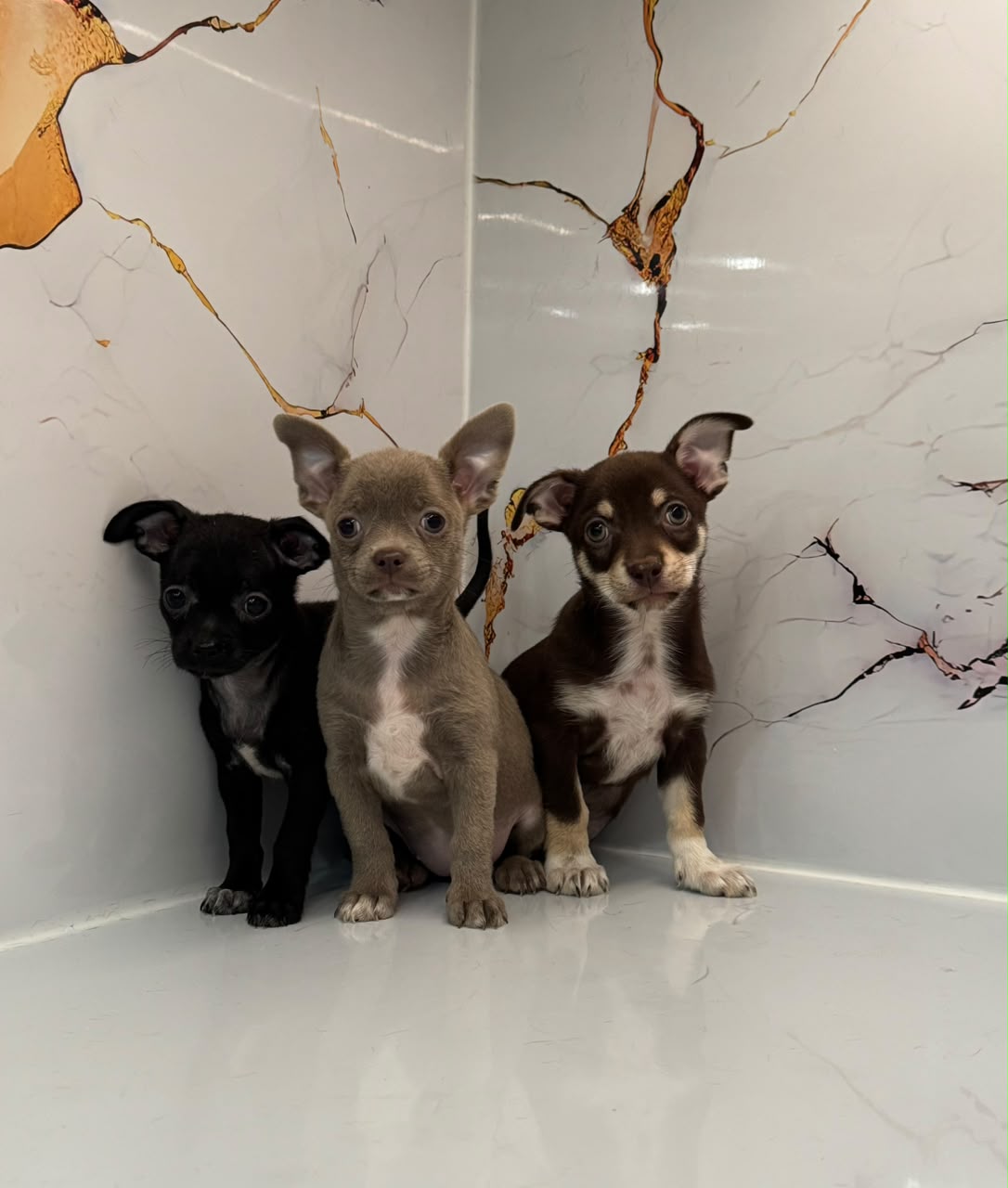 CHIHUAHUA