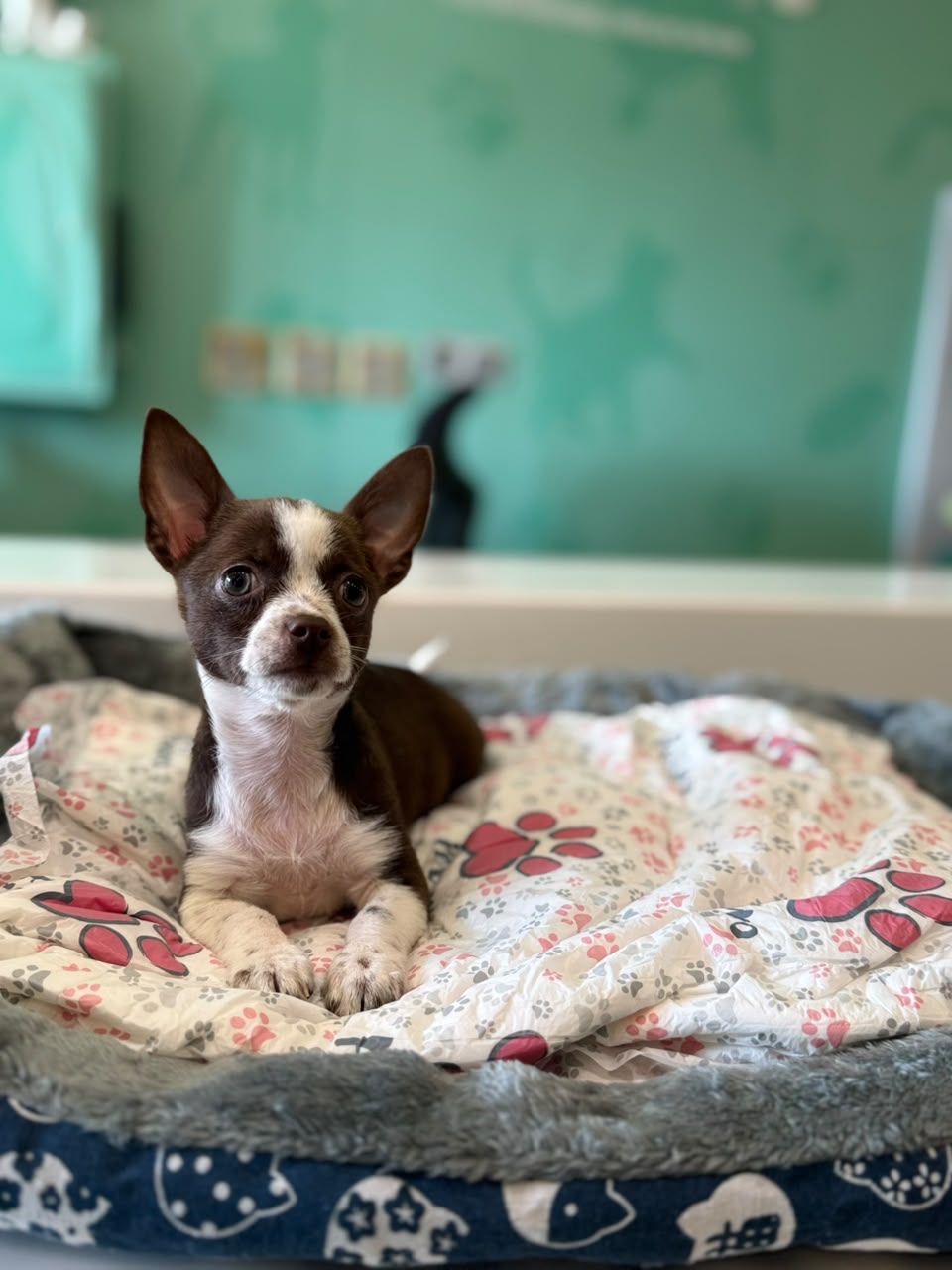 CHIHUAHUA
