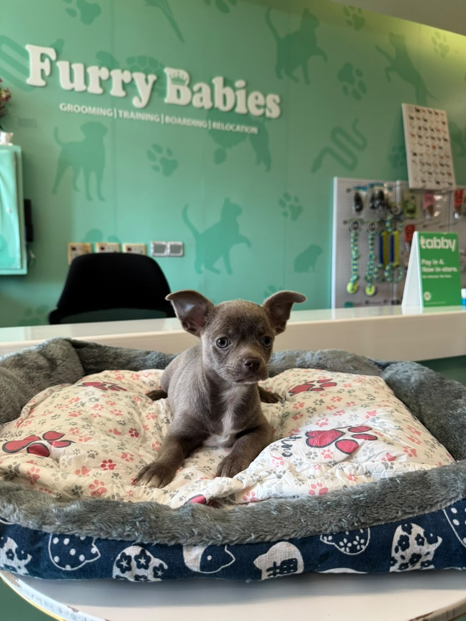 CHIHUAHUA