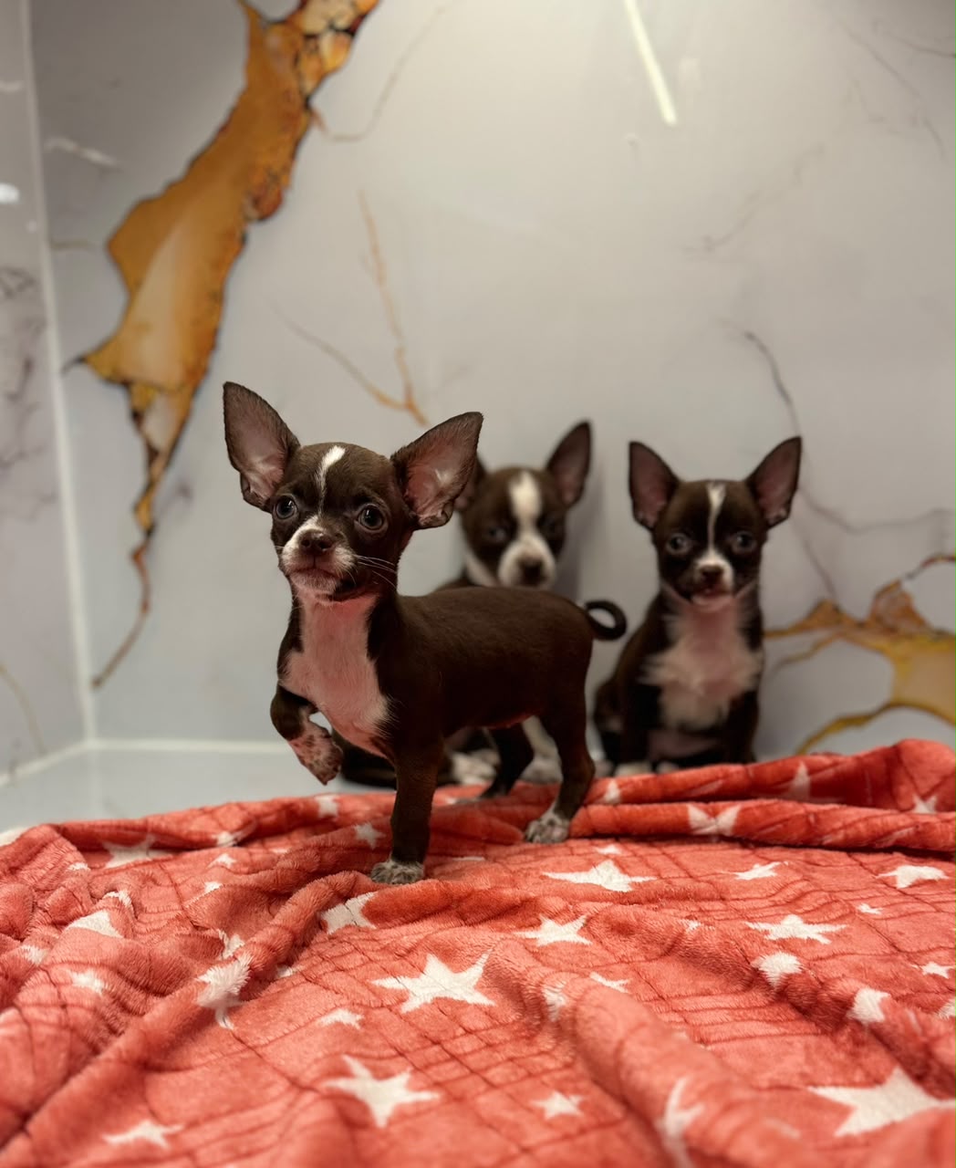 CHIHUAHUA