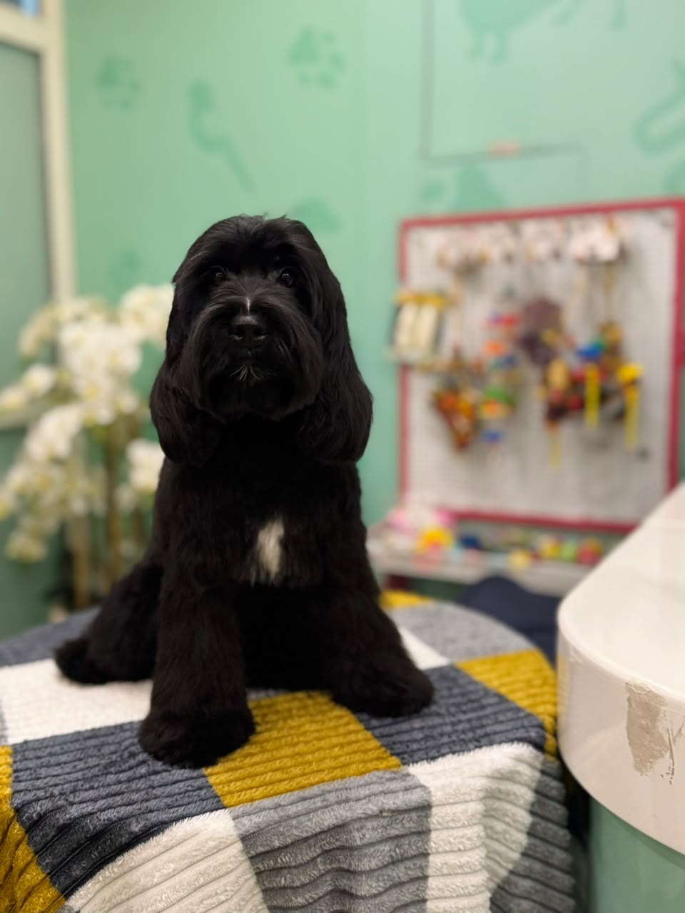 COCKAPOO