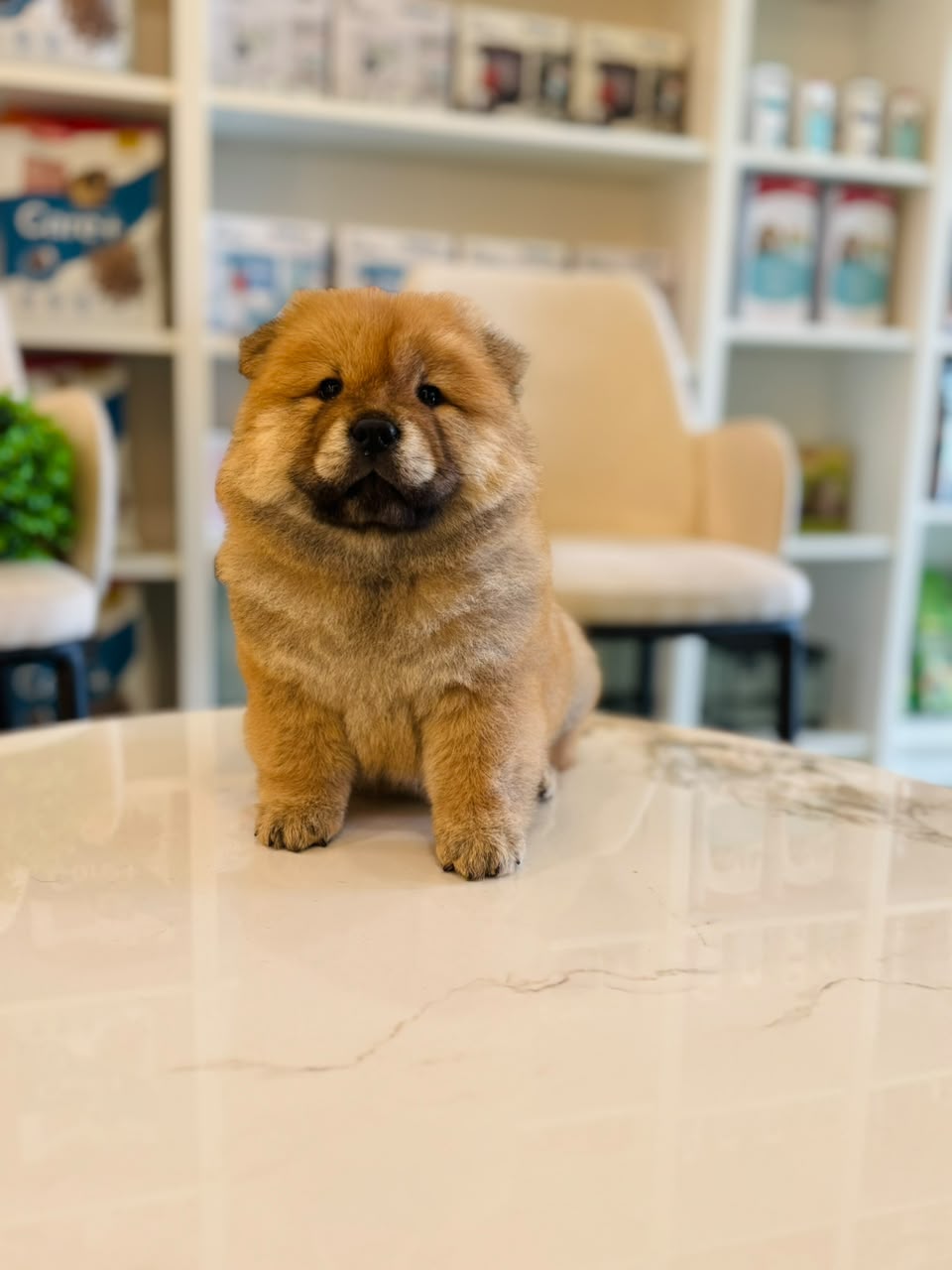 CHOWCHOW
