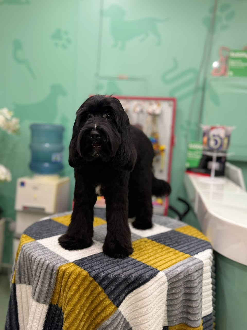 COCKAPOO