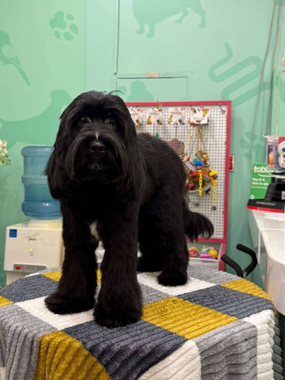 COCKAPOO