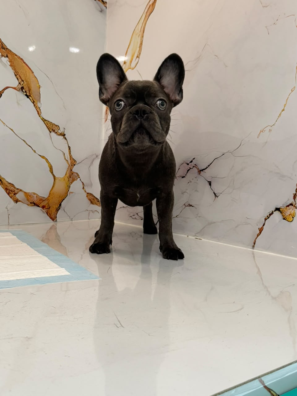Blue French Bull Dog Puppy