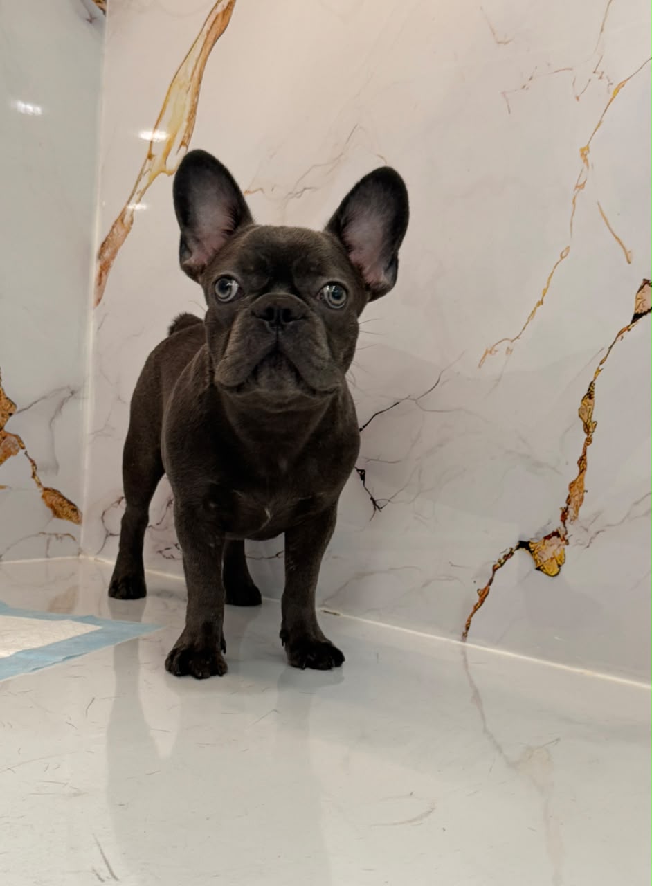 Blue French Bull Dog Puppy