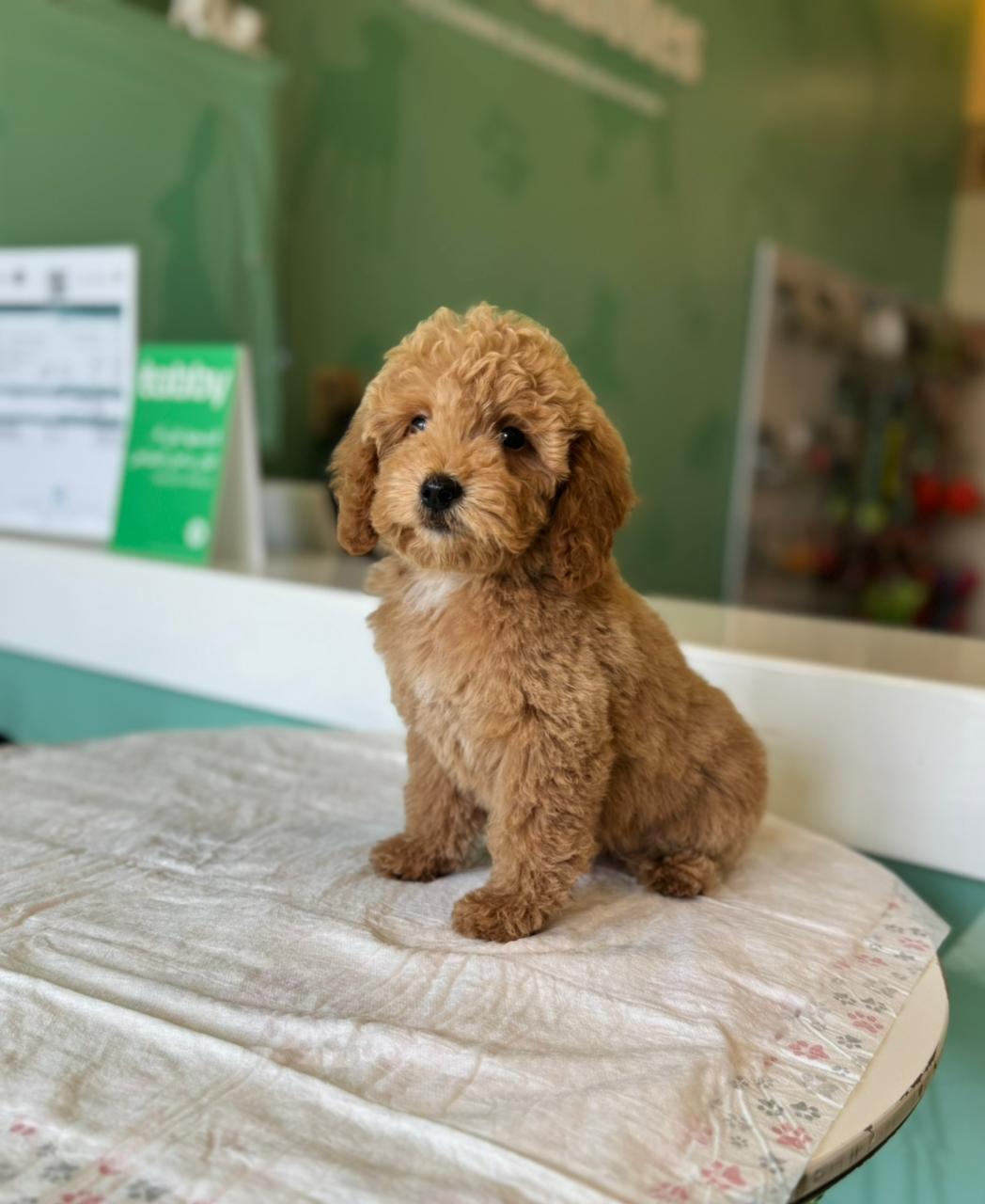 Golden Doodle Puppies
