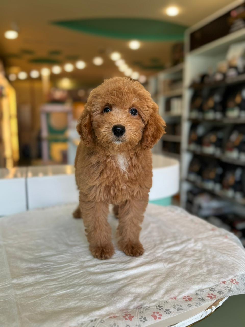 Golden Doodle Puppies